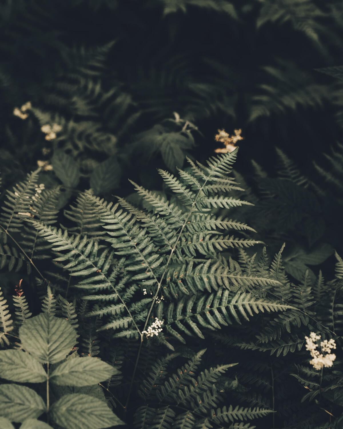 green-fern-fine-art-photography-wall-print