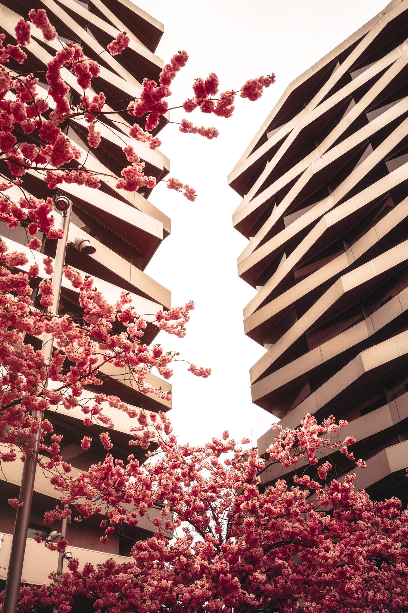 Sundbyberg - Tuletornen 1 sundbyberg-cherry-blossoms-decorative-wall-print-pink-pastel